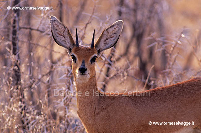 Steenbok 90-9-08